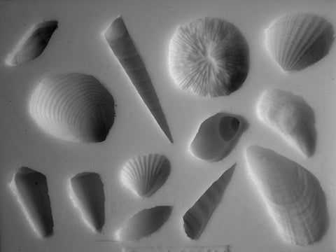 SEA SHELL COLLECTION