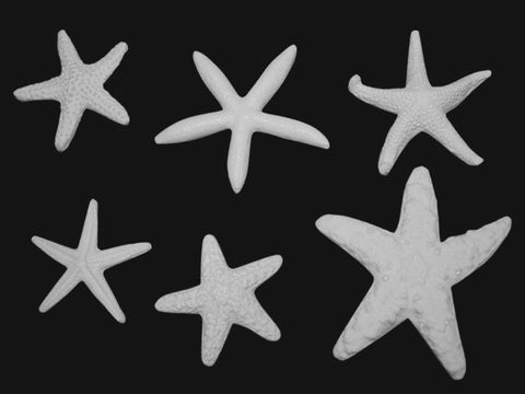 STARFISH COLLECTION SILICONE MOLD